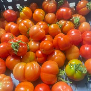 Organic tomatoes
