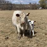 Grass fed and finished beef whole beef