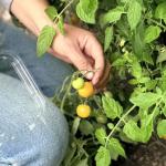 Organic Yellow Cherry Tomatoes