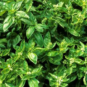Basil
