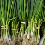 Bunching Onions