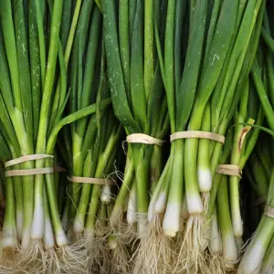 Bunching Onions