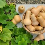 Butternut Squash