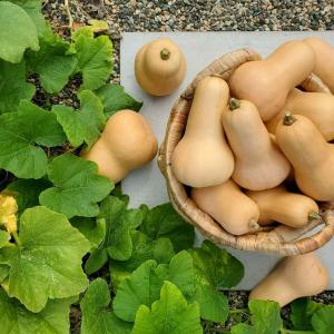 Butternut Squash