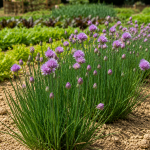 Organic Chives
