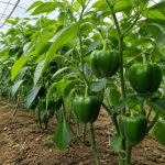 Organic Green Peppers
