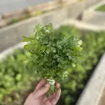 Cilantro
