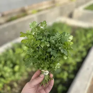 Cilantro