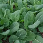 Owner Curated Seasonal Produce Bundle 2-3 items of:  Salad Greens, Cherry Tomatoes, Bag of Peaches, Bag of Potatoes