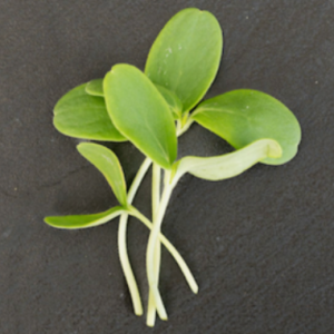 Cantaloupe - Hale's Best (2 oz.)