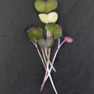 Radish - Red Rambo (2 oz.)