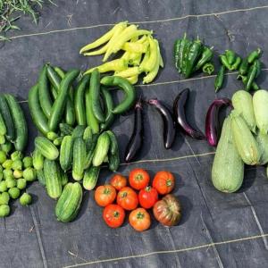 Heirloom Salsa Garden Seed Bundle