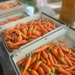 Carrots