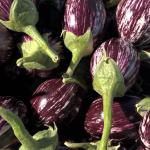 Eggplant