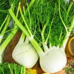 Fennel