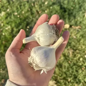 Garlic