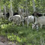 1/2 beef processed and packaged