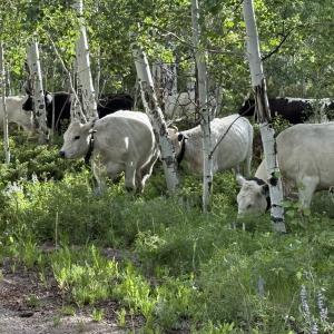 1/2 beef processed and packaged