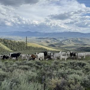 Grass fed and finished beef whole beef