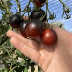 Indigo Rose cherry tomatoes