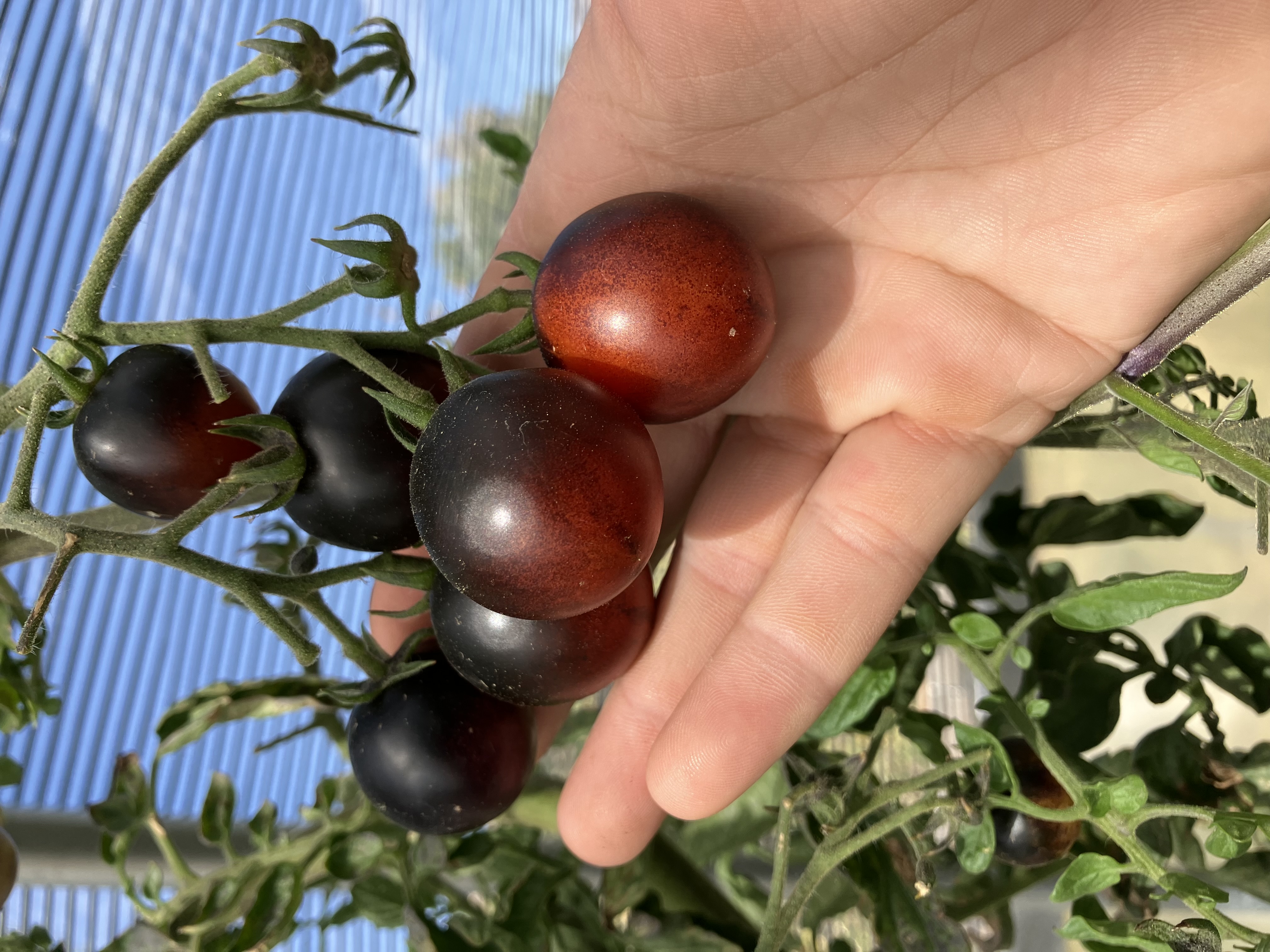 Indigo Rose cherry tomatoes