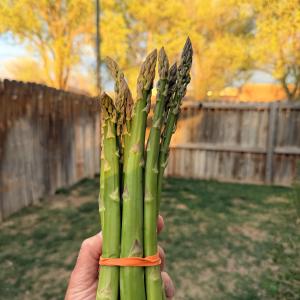 Organic Asparagus