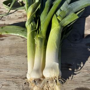 Leeks