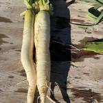 Daikon Radish