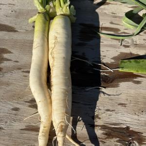 Daikon Radish