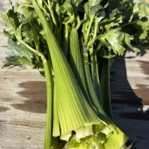 Celery