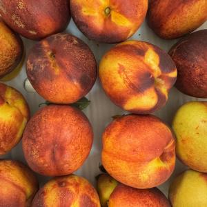 Nectarines