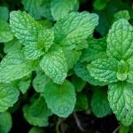 mint