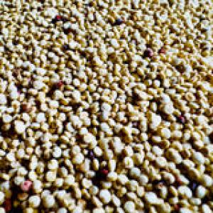 Quinoa