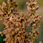 Quinoa