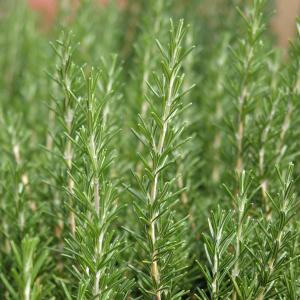 Organic Rosemary