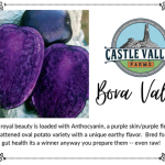 Bora Valley purple potato-Naturally grown