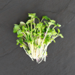 Salad Mix Micros (2 oz.)