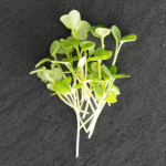 Arugula - Slow Bolt microgreens (2 oz.)