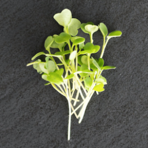 Arugula - Slow Bolt microgreens (2 oz.)