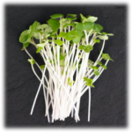 Broccoli - Waltham 29 microgreens (2 oz.)