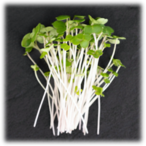 Broccoli - Waltham 29 microgreens (2 oz.)