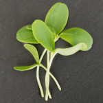 Cantaloupe - Hale's Best (2 oz.)