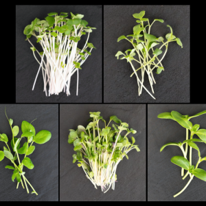 Happy + Healthy Burst of Goodness (one product)