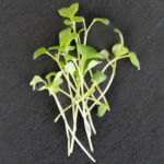 Kale - White Russian (2 oz.)