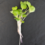 Radish - China Rose (2 oz.)