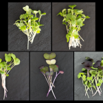 Spice It Up! Surprise Package (one product)