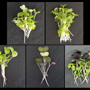 Spice It Up! Surprise Package (one product)