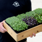 Spice It Up! Combo (two products)