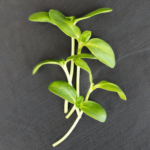 Sunflower - Black Oil (2 oz.)