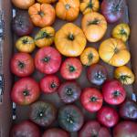 Heirloom Tomatoes